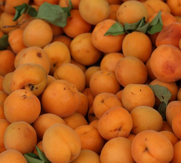 Apricot