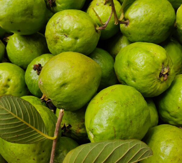 Guava