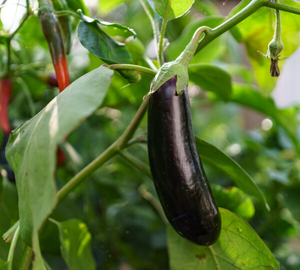 Brinjal 