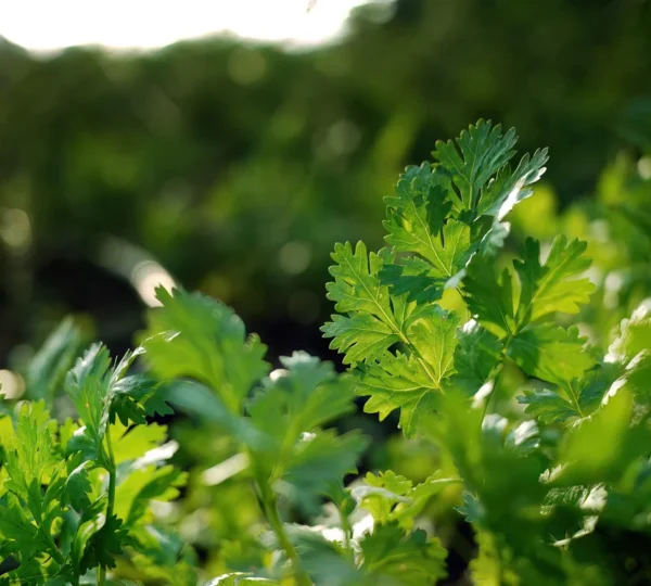 Coriander