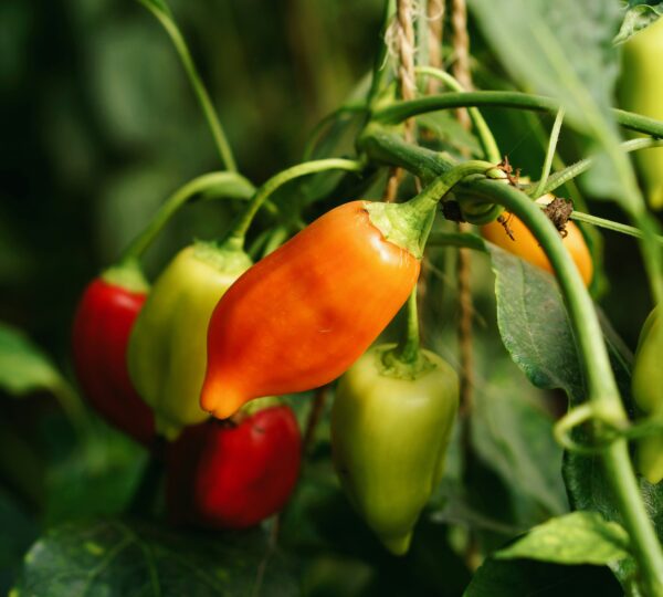 Green Chillies