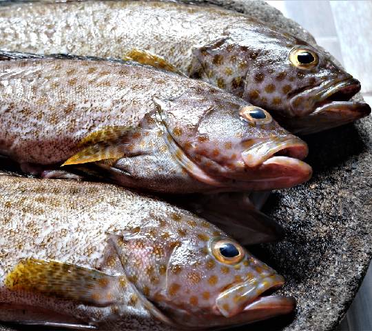 Groupers