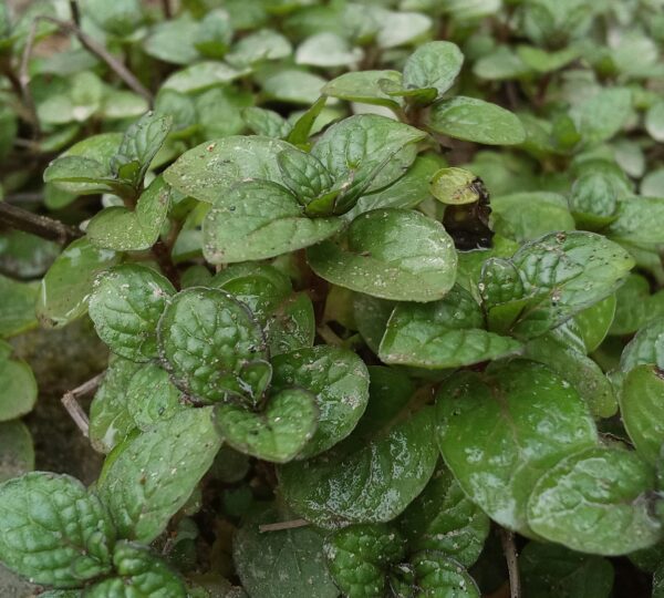 Mint Leaves