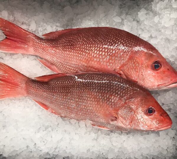 Red Snapper