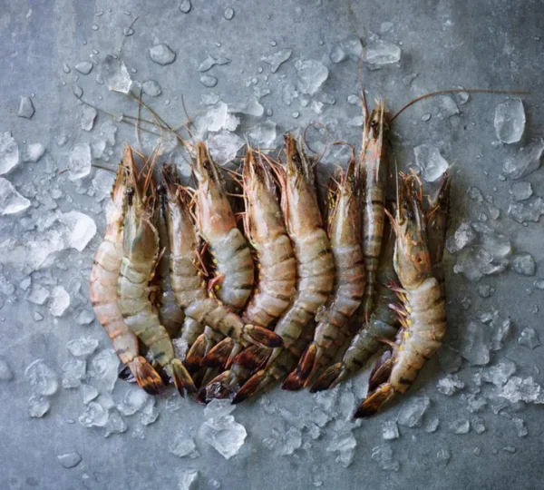 Tiger Prawns